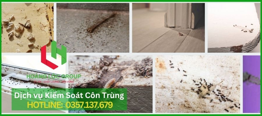 Dịch Vụ Diệt Mối Tận Gốc Tại Nhà: Hoàng Lộc Group Cam Kết Hiệu Quả