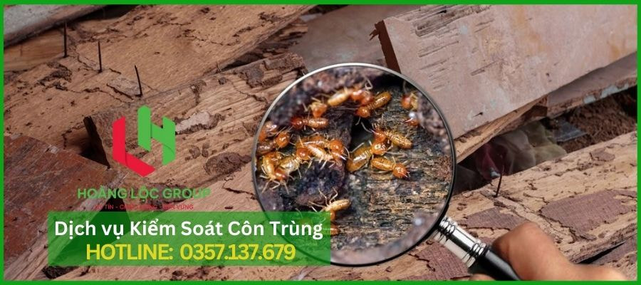 Dịch Vụ Diệt Côn Trùng Hoàng Lộc Group - Đối Tác Đáng Tin Cậy