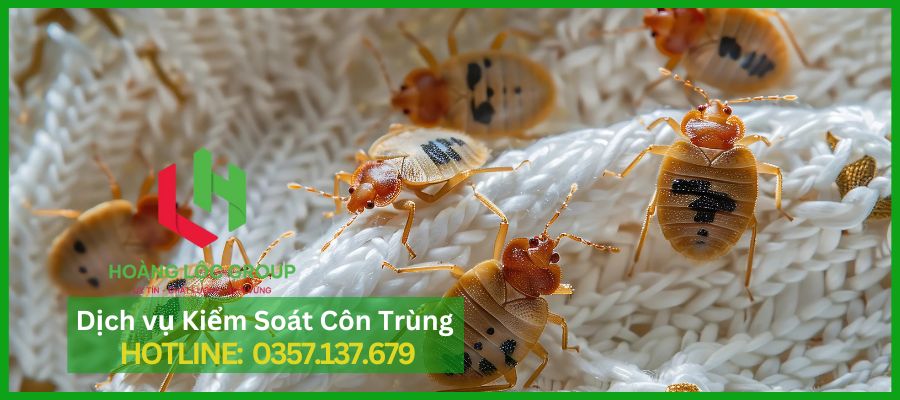 Rệp Giường Ẩn Náu Ngay Dưới Nệm Của Bạn? Đừng Chủ Quan Trước Mối Nguy Hại Này!