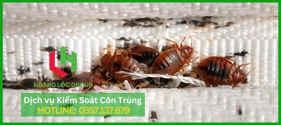 https://dichvudietmoihoangloc.com/dich-vu-phong-chong-moi-cong-trinh-xay-dung.html