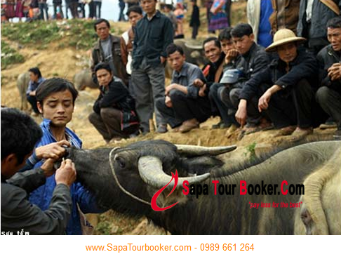 Chợ Trâu Sapa nét đặc trưng của du lịch Sapa Chợ Trâu Sapa nét đặc trưng của du lịch Sapa
