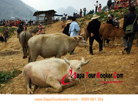 Chợ Trâu du lịch Sapa Chợ Trâu du lịch Sapa
