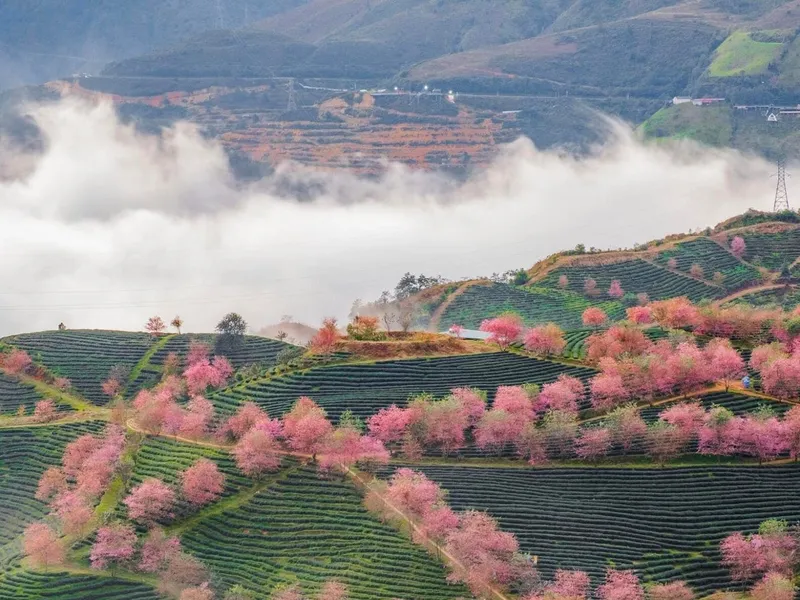 Sapa trekking - Lao Chai - Ta Van - 2 days 2 nights ( Homestay)