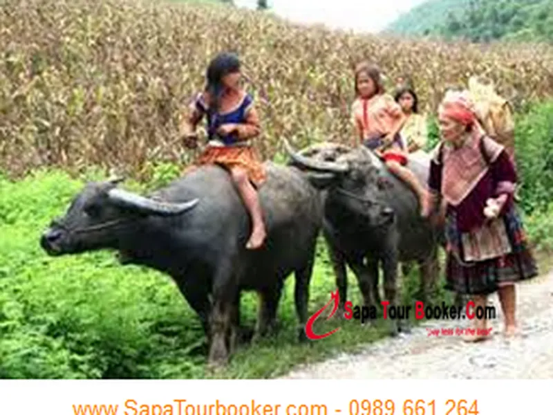 Tour du lịch Sapa ngủ bản 3 ngày 4 đêm