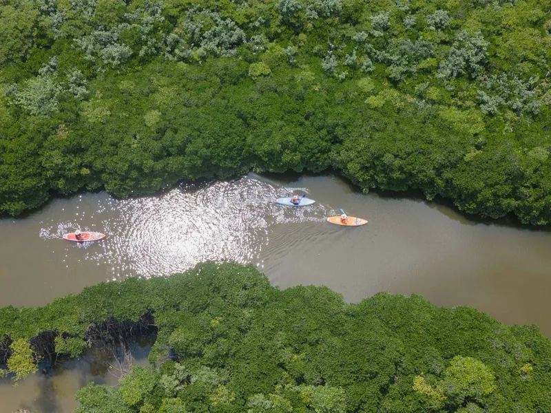 Cat Ba Mangrove Forest Half-Day Tour