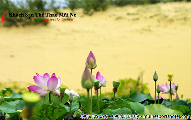 Một góc Sen tuyệt đẹp do các nhiếp ảnh gia sang tạo Một góc Sen tuyệt đẹp do các nhiếp ảnh gia sang tạo