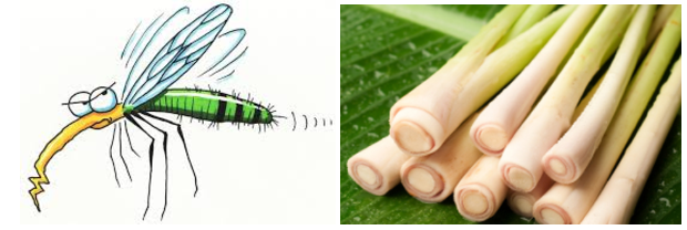 Tinh dầu sả chanh chính là khắc tinh của muỗi và côn trùng đấy! Tinh dầu sả chanh chính là khắc tinh của muỗi và côn trùng đấy!