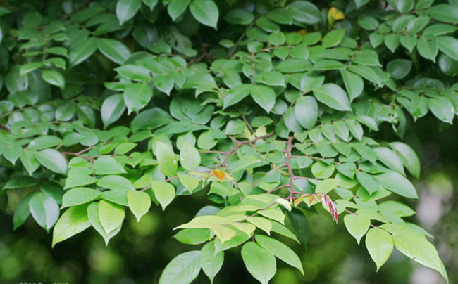 Lá khế cũng không phải là sữa tắm tốt nhất cho trẻ sơ sinh Lá khế cũng không phải là sữa tắm tốt nhất cho trẻ sơ sinh