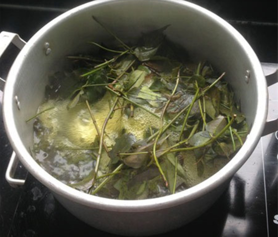 Lá xông phải được sơ chế cẩn thận và đun kỹ càng Lá xông phải được sơ chế cẩn thận và đun kỹ càng