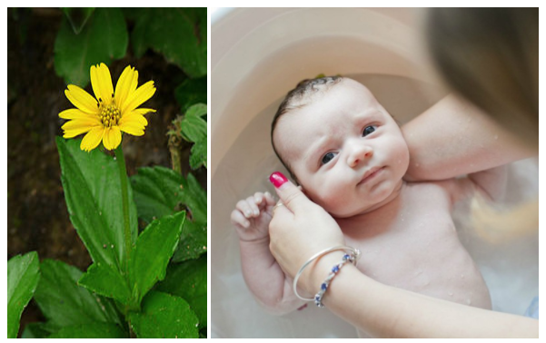 Các loại sữa tắm có thành phần thảo dược tự nhiên sẽ an toàn hơn cho bé Các loại sữa tắm có thành phần thảo dược tự nhiên sẽ an toàn hơn cho bé