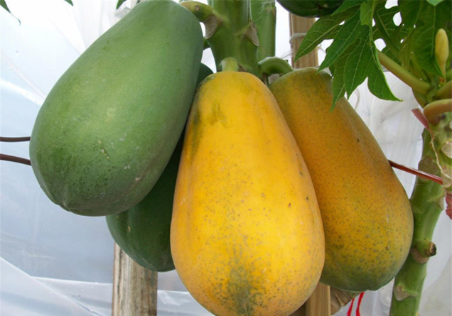 Cây đu đủ kháng viêm Cây đu đủ kháng viêm