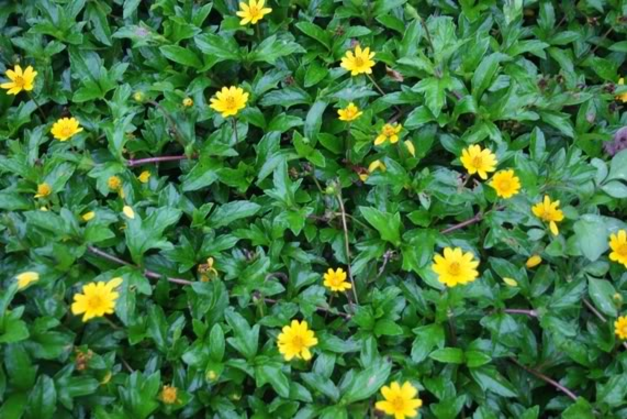 Cây sài đất chữa mụn nhọt Cây sài đất chữa mụn nhọt