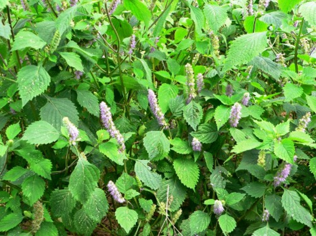 Cây kinh giới kháng viêm Cây kinh giới kháng viêm