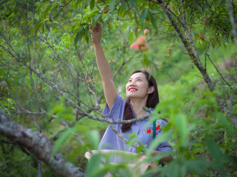Sapa Fruits in the Golden Season: Enjoy the Experience of Picking at the Orchard