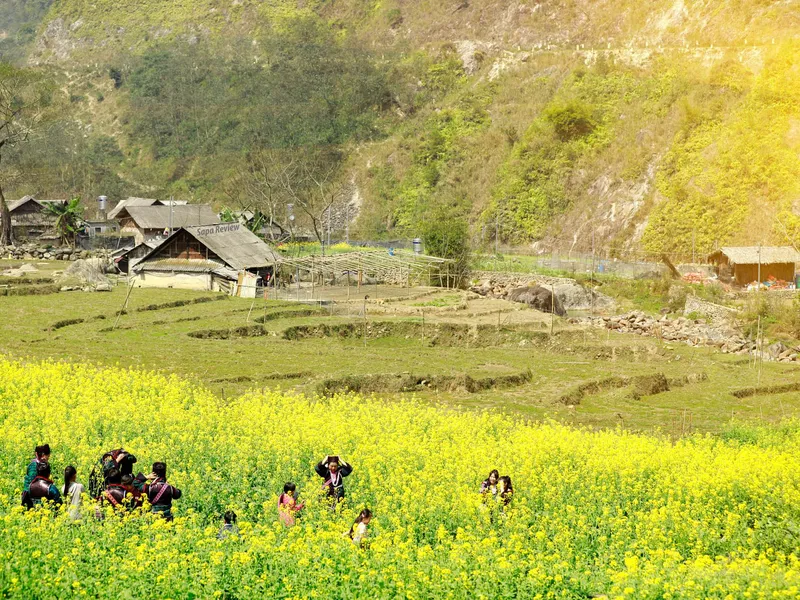 Sapa Winter Blooms: Sapa's Beauty Radiance Amidst the Cold Highlands