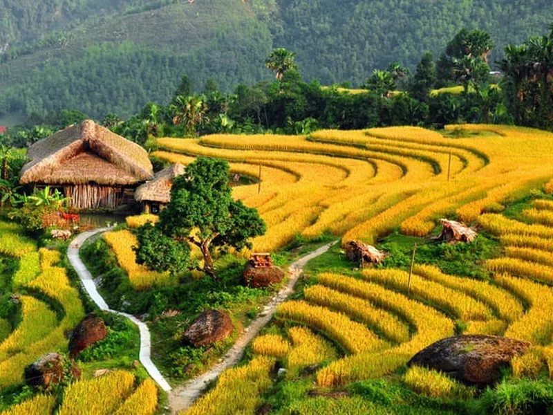 Ta Van Village: A Romantic Stop to Explore Sapa During the Golden Rice Season (October)