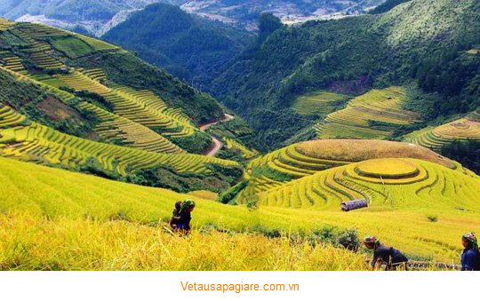 Khung cảnh tuyệt đẹp Sapa mùa lúa chín Khung cảnh tuyệt đẹp Sapa mùa lúa chín