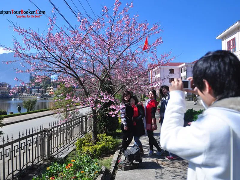 Japanese cherry blossom viewing blooming lakeside Sapa