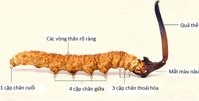 Phân biệt giữa Đông trùng hạ thảo Sinensis thật và giả