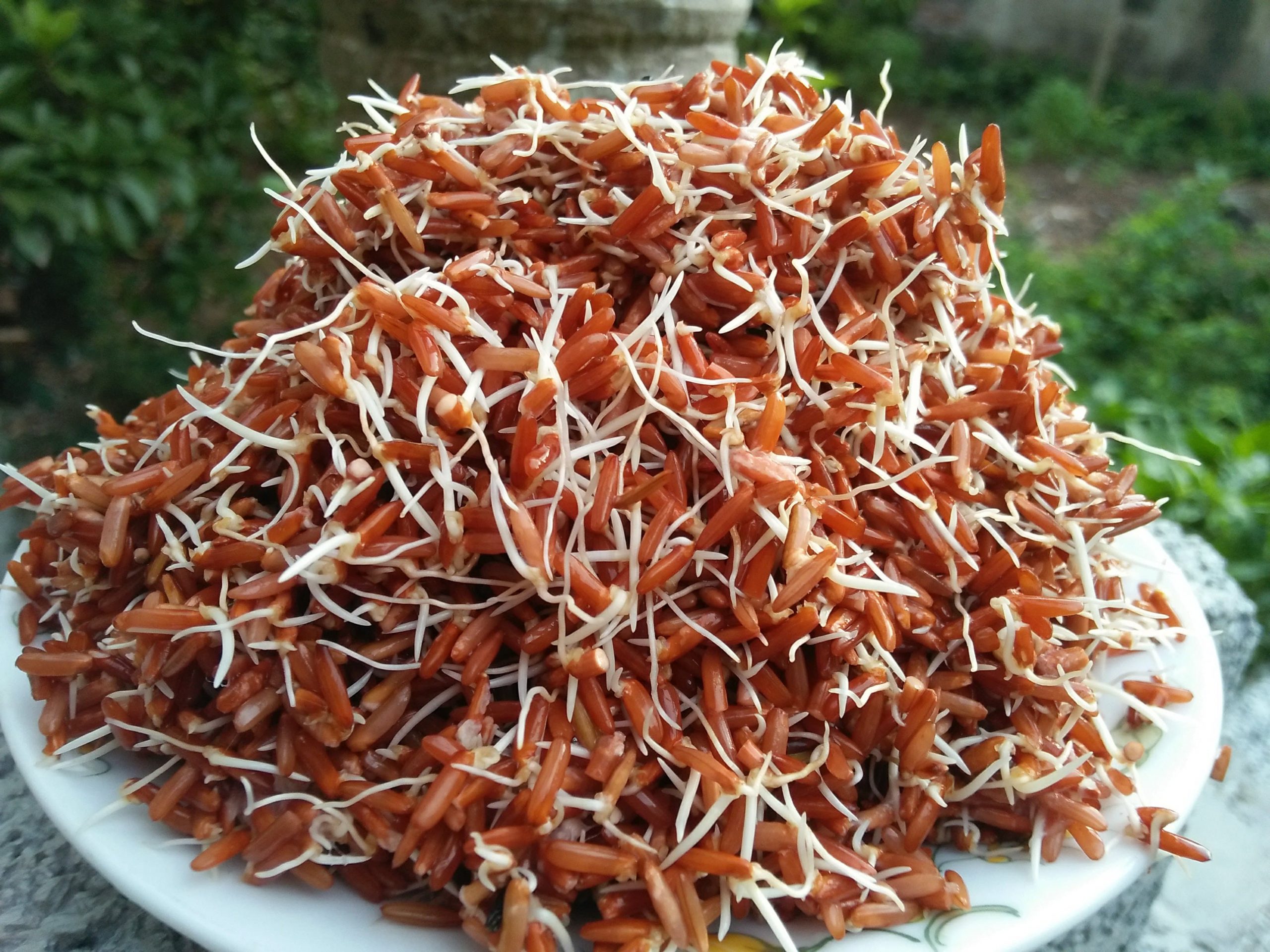 Vì sao ăn gạo mầm giúp giảm cân hiệu quả? Đây là một câu hỏi phổ biến mà nhiều người quan tâm. Vì sao ăn gạo mầm giúp giảm cân hiệu quả? Đây là một câu hỏi phổ biến mà nhiều người quan tâm.