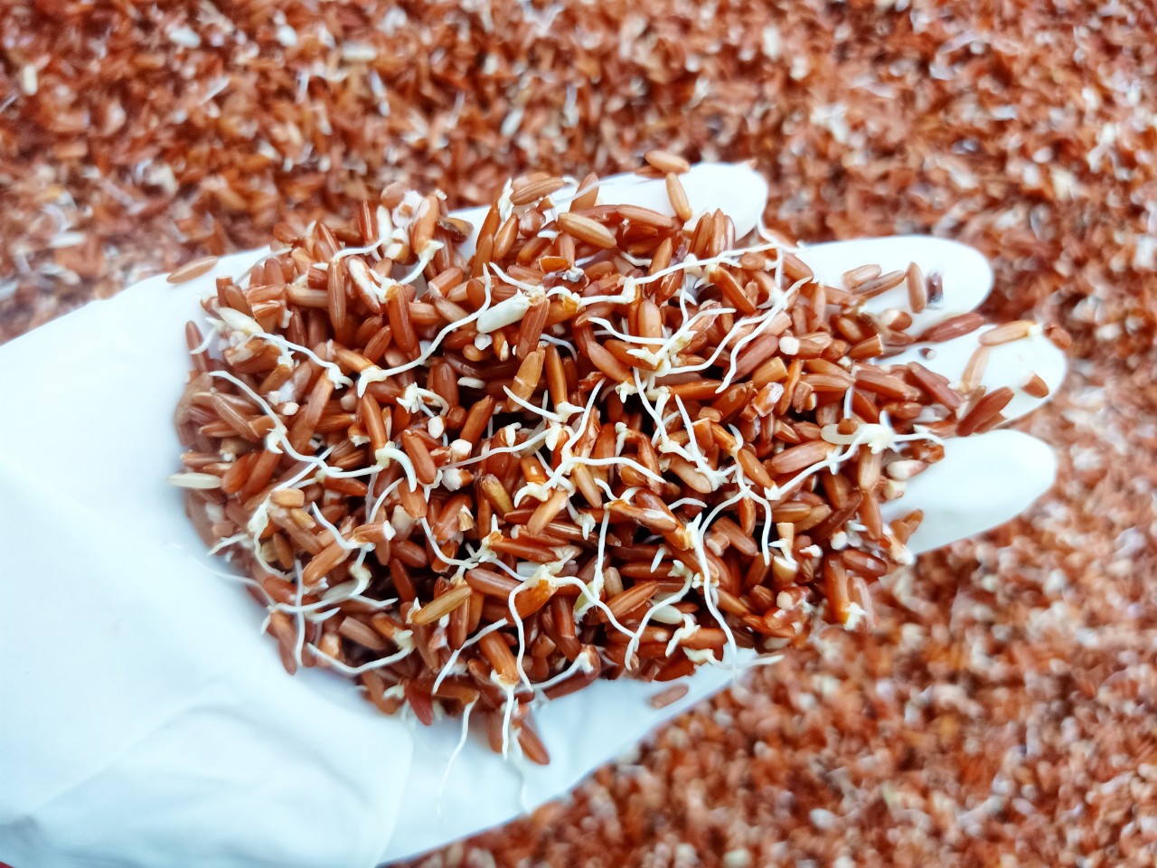 Phương pháp giảm cân bằng ăn gạo mầm là một trong những phương pháp được rất nhiều người quan tâm và áp dụng hiện nay Phương pháp giảm cân bằng ăn gạo mầm là một trong những phương pháp được rất nhiều người quan tâm và áp dụng hiện nay