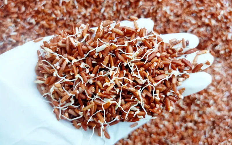 Ăn gạo mầm - Giải pháp giảm cân thông minh với chất xơ và protein giàu có.