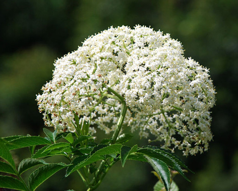 Cây cơm cháy - khử phong trừ thấp, hoạt huyết tán ứ Cây cơm cháy - khử phong trừ thấp, hoạt huyết tán ứ