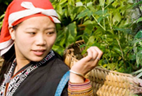 Người Dao đỏ sở hữu bài thuốc tắm số 1 cho phụ nữ sau sinh Người Dao đỏ sở hữu bài thuốc tắm số 1 cho phụ nữ sau sinh