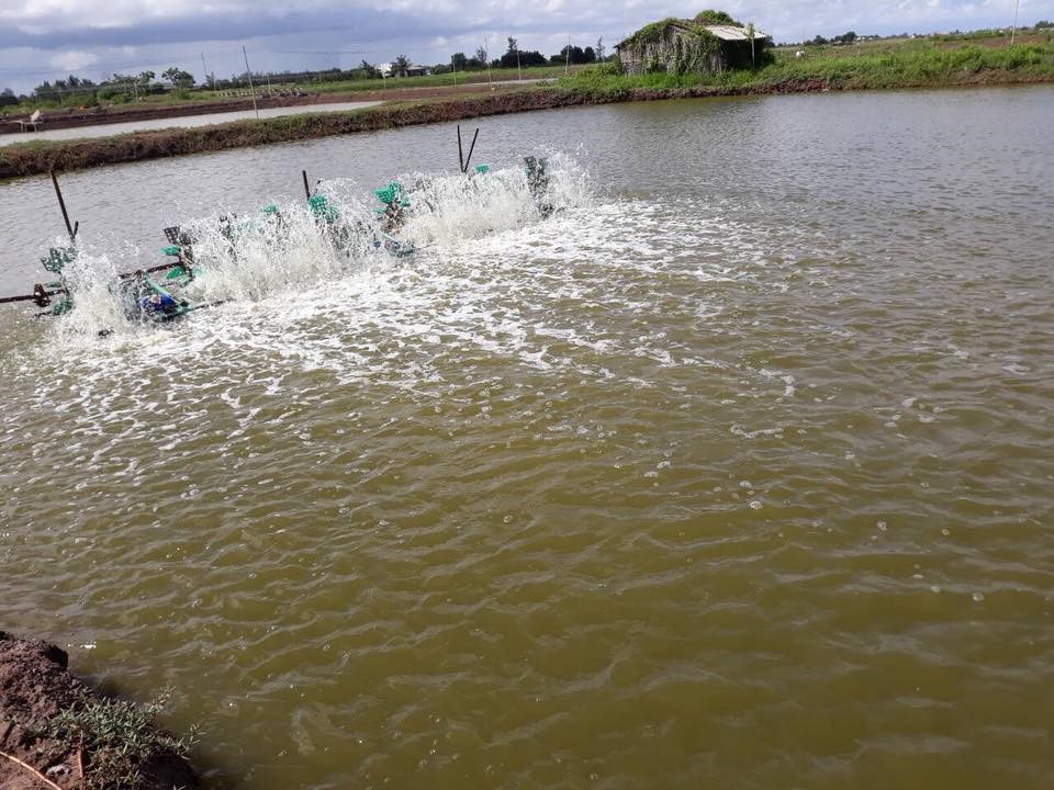 PHYTOMIX, gây thức ăn tự nhiên cho tôm nuôi. PHYTOMIX, gây thức ăn tự nhiên cho tôm nuôi.