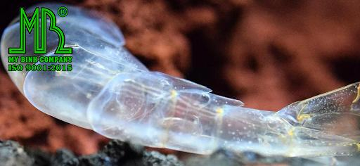 Vỏ tôm sau khi lột xác