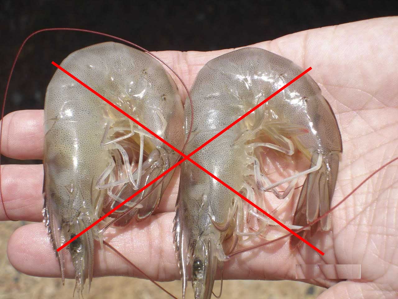 SUPER CALPHOS, Cung cấp khoáng chất cho tôm nuôi phòng ngừa mềm vỏ, cong thân, đục cơ. SUPER CALPHOS, Cung cấp khoáng chất cho tôm nuôi phòng ngừa mềm vỏ, cong thân, đục cơ.