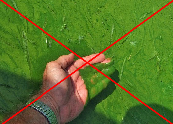 xử lý tảo xanh trong ao nuôi tôm