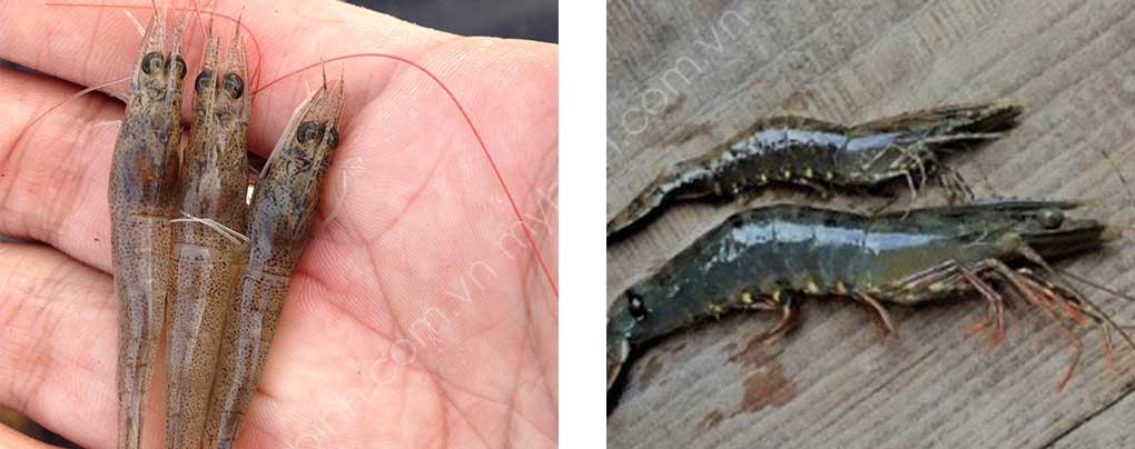 bệnh EHP trên tôm, thuốc phòng bệnh ehp trên tôm, thuốc thủy sản trị ehp, cách phòng bệnh vi bào tử trùng ehp trên tôm