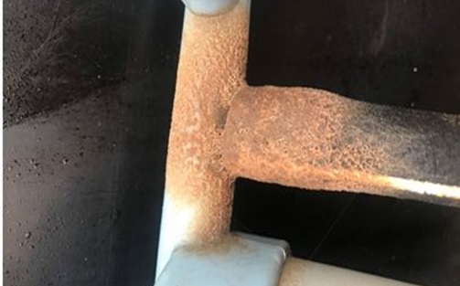 Nấm đồng tiền trong ao tôm Nấm đồng tiền trong ao tôm