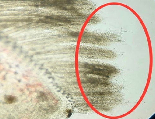 Khuẩn sợi bám trên phụ bộ tôm Khuẩn sợi bám trên phụ bộ tôm