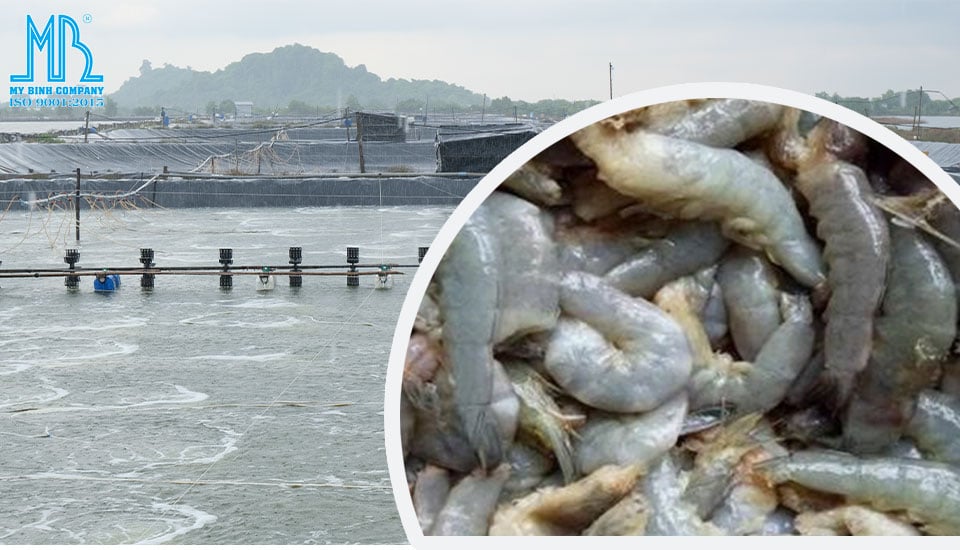 Mùa Mưa Về, Tôm Rớt Cục Thịt, Lột Xác Không Cứng Vỏ: Đâu Là Giải Pháp Cho Bà Con Nuôi Tôm?