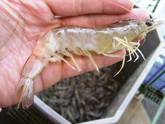 Bệnh cong thân đục cơ trên tôm thẻ chân trắng Bệnh cong thân đục cơ trên tôm thẻ chân trắng