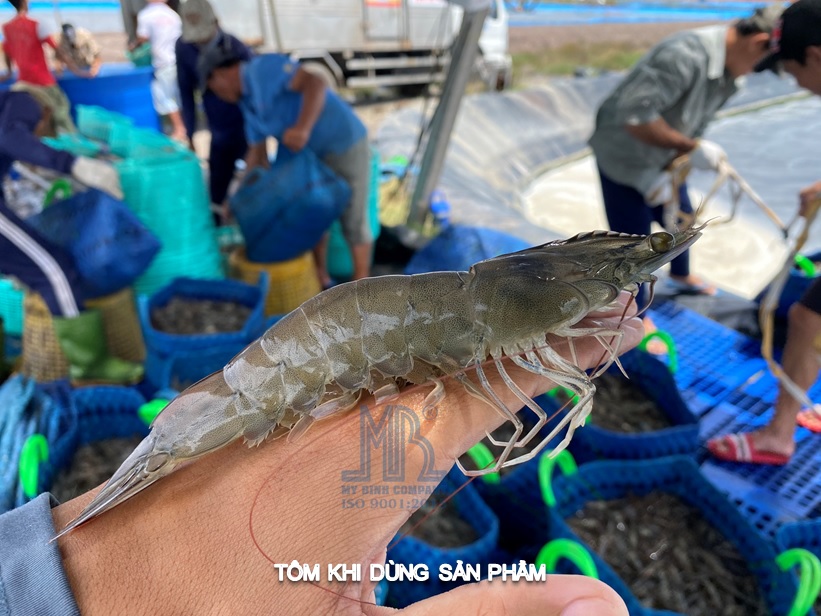Khoáng ăn đậm đặc cho tôm Khoáng ăn đậm đặc cho tôm