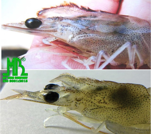 bệnh hoại tử cơ quan tạo máu và cơ quan lập biểu mô