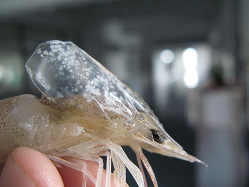 Bệnh đốm trắng do virus