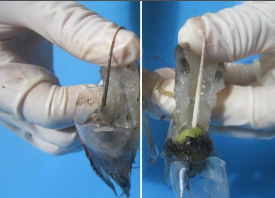 Ruột tôm khỏe (trái) và ruột tôm nhiễm bệnh phân trắng (phải)