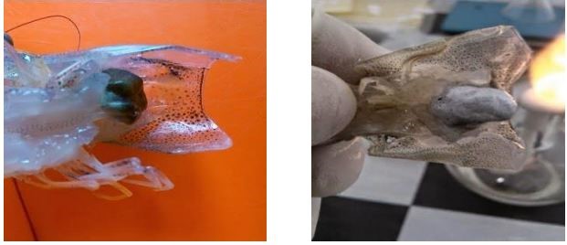 Gan tụy tôm khỏe (trái) và gan tụy tôm bị bệnh phân trắng (phải)