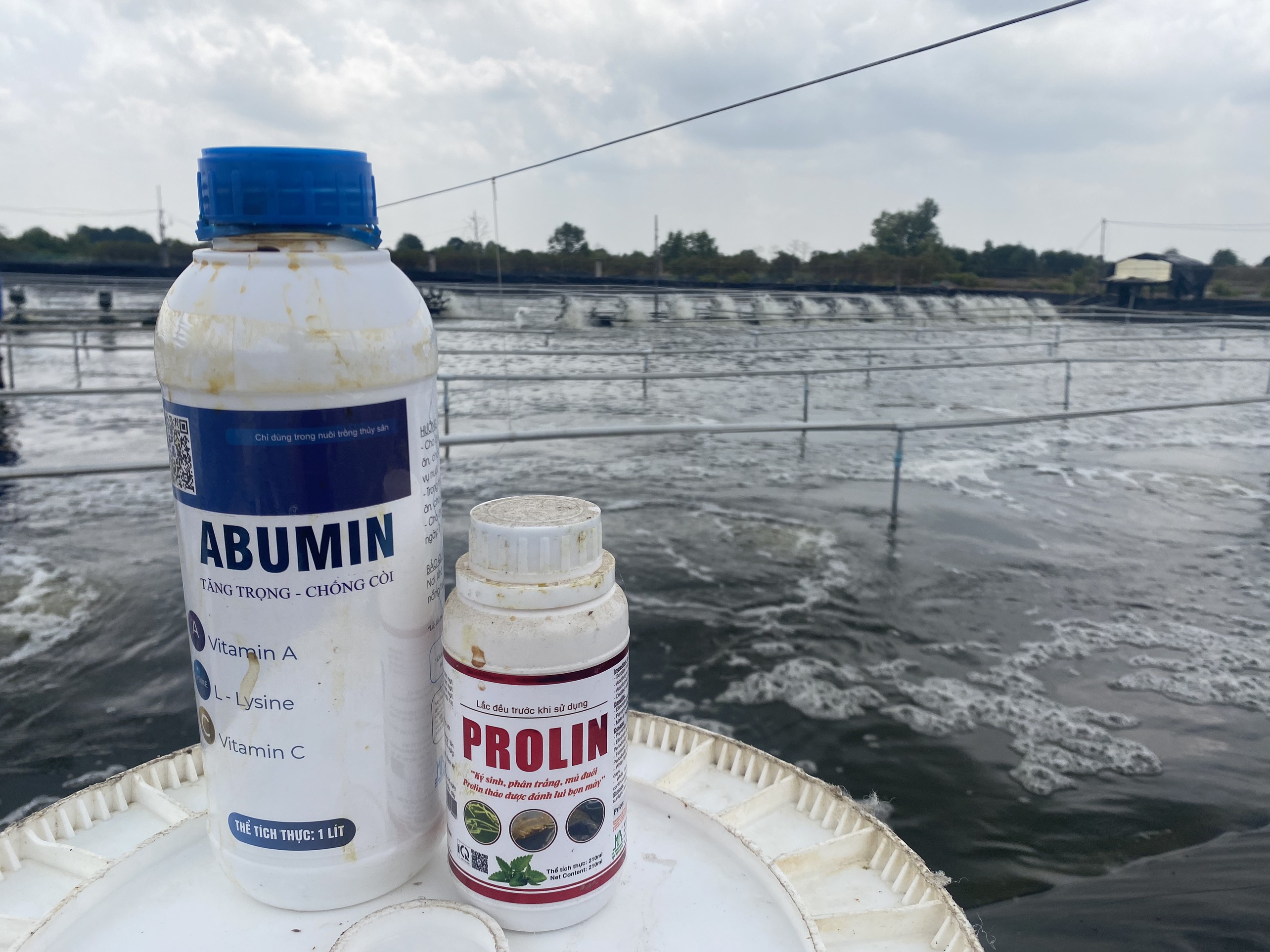 abumin giúp giảm thức ăn tôm thẻ, tôm tăng trọng, lớn nhanh