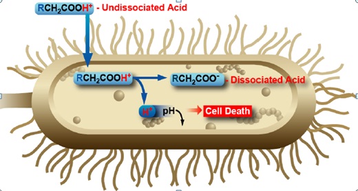 TÁC DỤNG CỦA ACID HỮU CƠ TRONG NUÔI TRỒNG THỦY SẢN