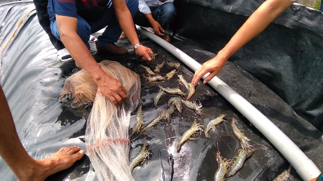 C30, vitamin C chống sốc cho tôm C30, vitamin C chống sốc cho tôm