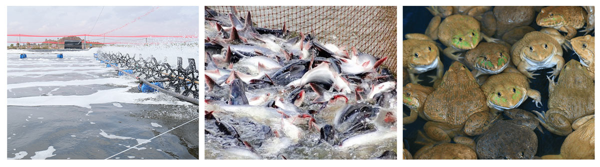 Giải pháp số 1 cho bệnh đường ruột ở tôm, cá, lươn, ếch