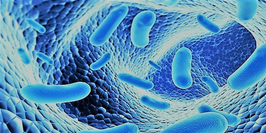 Giải pháp số 1 cho bệnh đường ruột ở tôm, cá, lươn, ếch