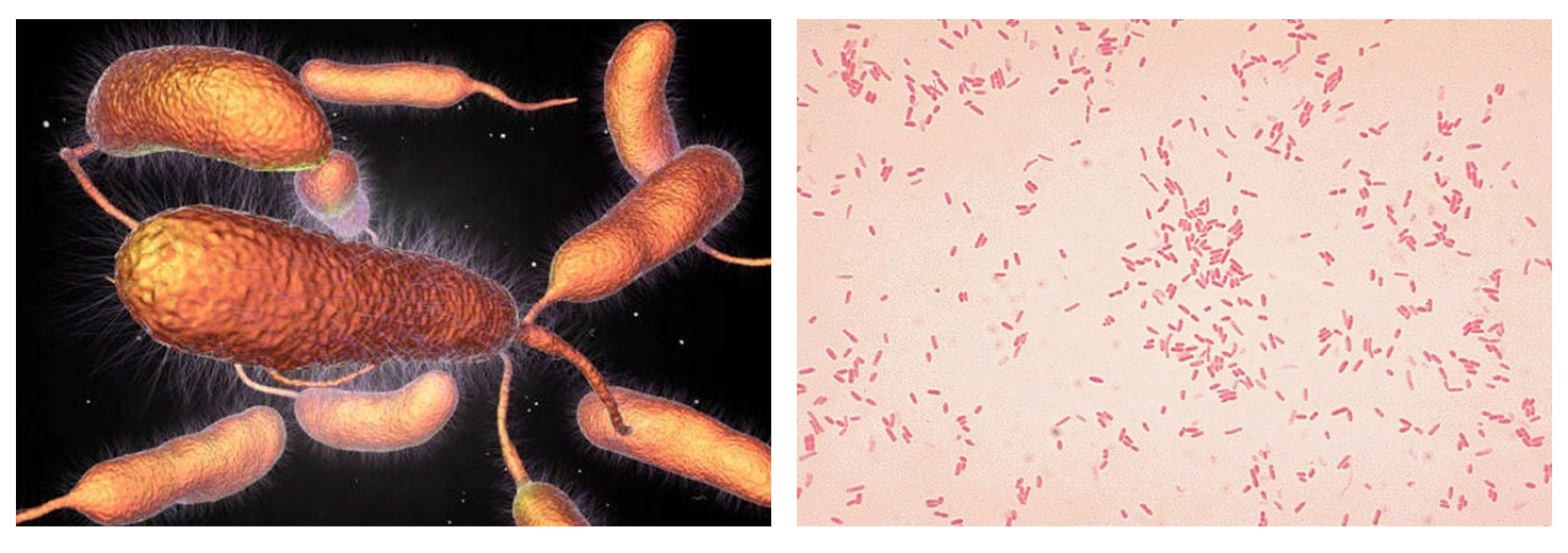 Giải pháp số 1 cho bệnh đường ruột ở tôm, cá, lươn, ếch