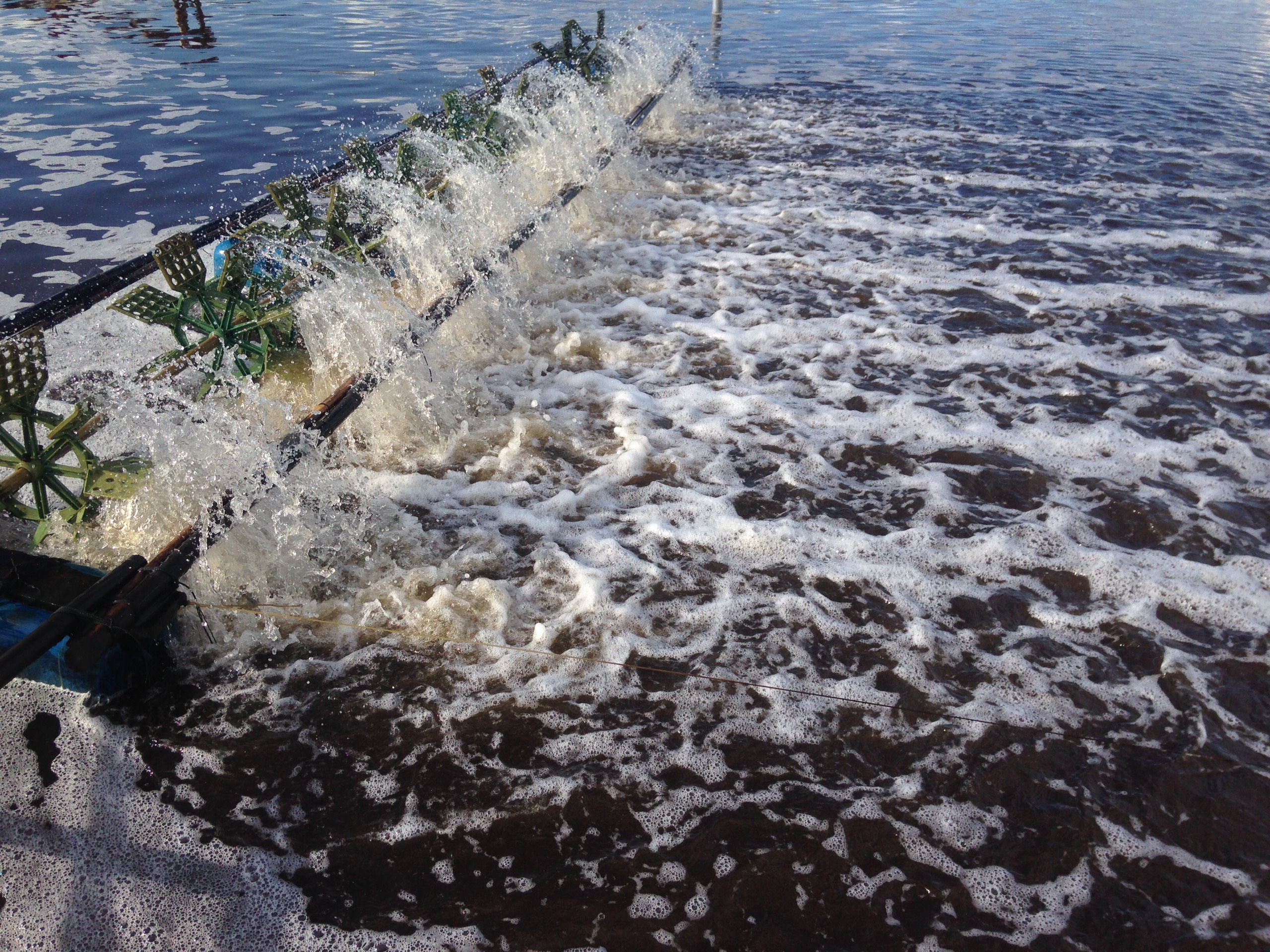 Quản lý tốt chất lượng nước trong ao nuôi