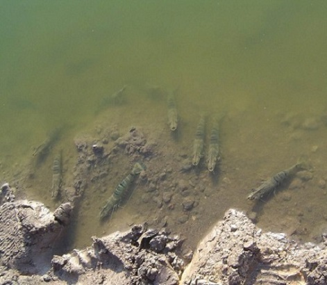 tôm đang bị thiếu oxy